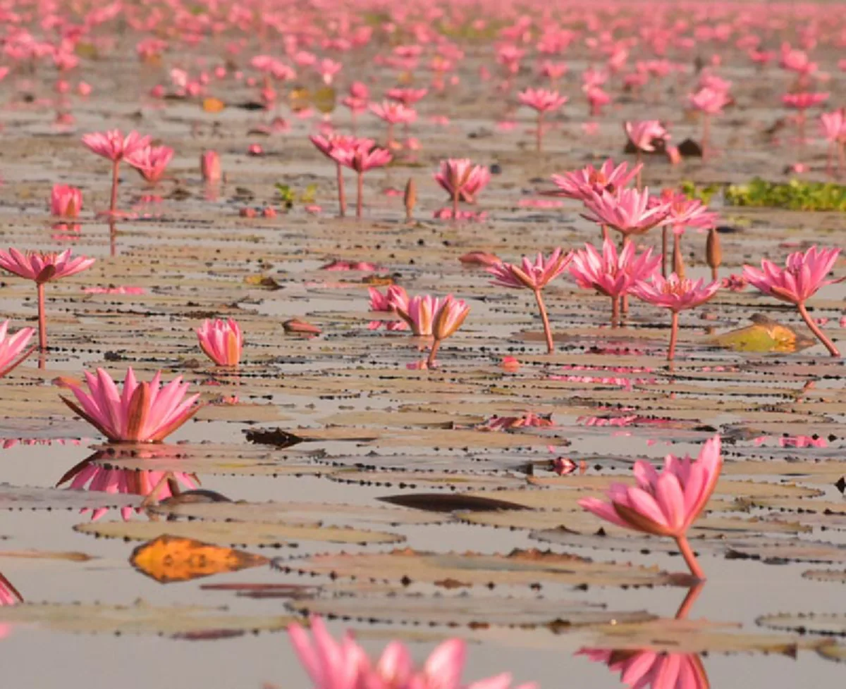 **กลับไทยพร้อมครอบครัว !!! "อดีตนักร้องยุค 90" หอบภรรยา พร้อมลูก 2 คนเที่ยว "ทะเลบัวแดง" ! บอกเลยหน้าตาดีกันทั้งบ้านจริงๆ (ภาพ)