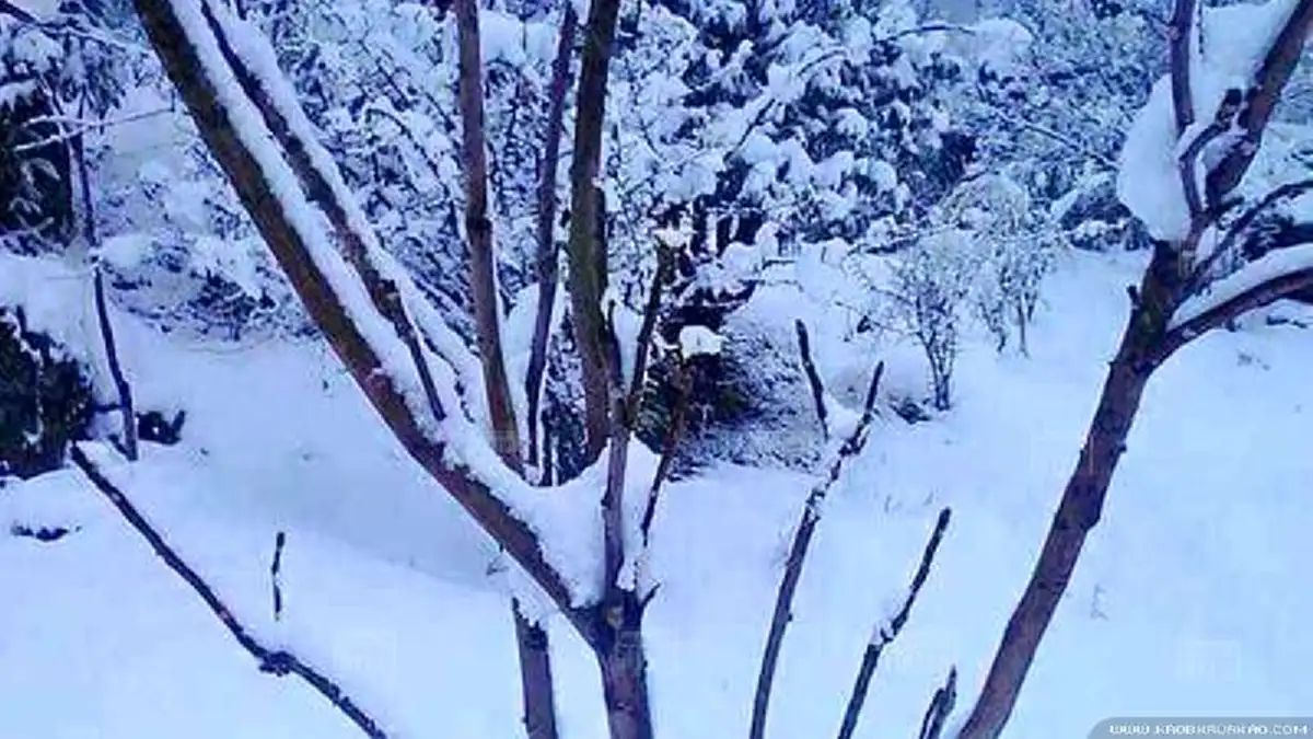 สุดช็อก!! หิมะถล่มพม่าหนักสุดรอบ 50ปี ขาวโพลนปกคลุมทั่วทั้งเมือง!!?? (ชมภาพ)