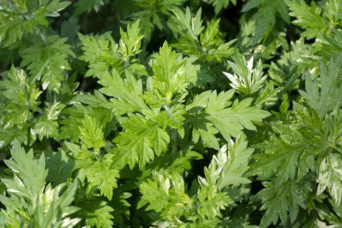 บ้านไหนกลัวงูรีบหามาปลูก!!  ต้นไม้กันงู 5 ชนิด ที่สามารถช่วยป้องกันงูเข้าบ้านได้ !!