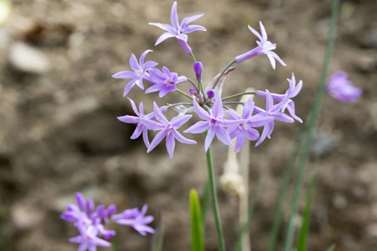 บ้านไหนกลัวงูรีบหามาปลูก!!  ต้นไม้กันงู 5 ชนิด ที่สามารถช่วยป้องกันงูเข้าบ้านได้ !!