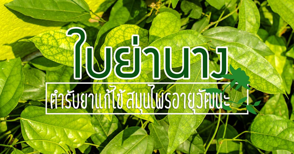 สมุนไพรใบย่านาง