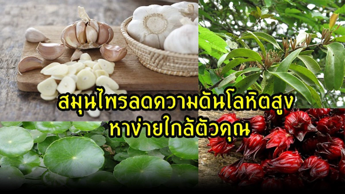 ประโยชน์เน้นๆ!!! 6 สมุนไพรไทยใกล้ตัว ช่วยลด &ldquo;ความดันโลหิตสูง&rdquo; ได้อย่างเหลือเชื่อ รู้แล้วรีบหามาทานด่วน!! (รายละเอียด)