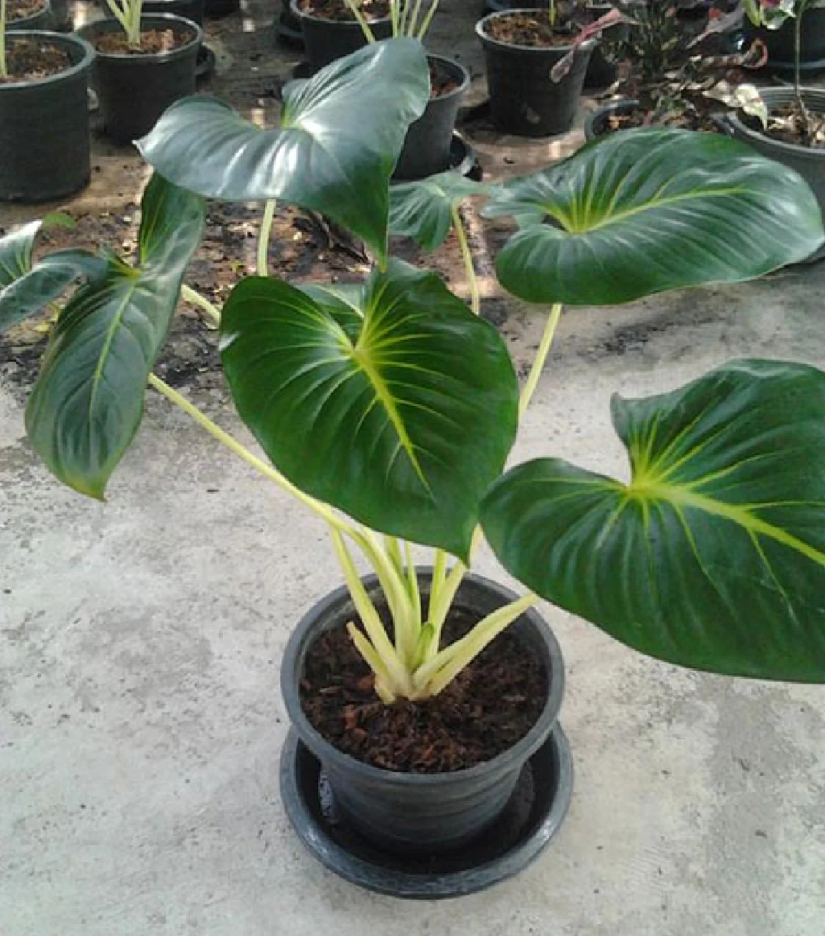 "ว่าน" ประจำวันเกิด พร้อมบทสวดและวิธีบูชา ปลูกให้ถูกโฉลก เสริมโชค เสริมดวงชะตา