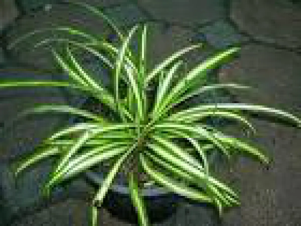 "ว่าน" ประจำวันเกิด พร้อมบทสวดและวิธีบูชา ปลูกให้ถูกโฉลก เสริมโชค เสริมดวงชะตา