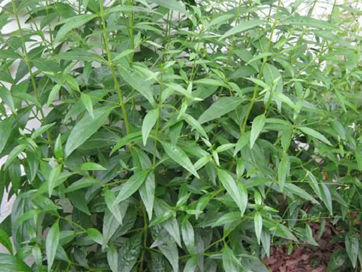 รอลุ้นผลวิจัย ฟ้าทะลายโจร ยั้บยั้ง COVID-19