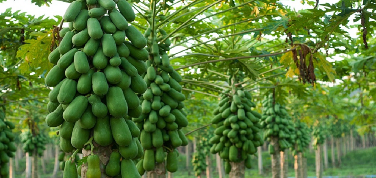 เกษครกรไทยได้เฮ!!แจกสูตรทำน้ำหมักจุลินทรีย์เพิ่มผลผลิตทำเอง"ลดต้นทุน"ไม่ต้องผึ้งยาสารเคมีอีกแล้ว(มีคลิป)