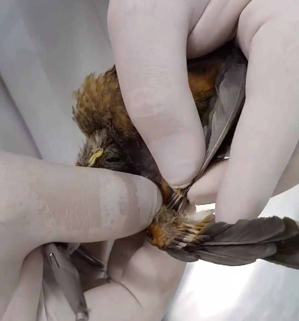 ถึงกับขนลุก!!! เปิดคลิปนาทีสัตว์แพทย์ทำการช่วยเหลือ ดึงหนอนออกจากหัวนก งานนี้เห็นแล้วสงสารจับใจ