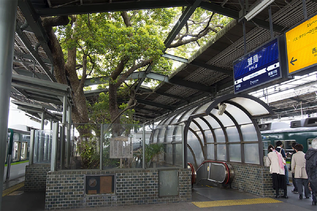 ไม่มีใครเหมือนและไม่เหมือนใคร!! สถานนีรถไฟญี่ปุ่น เจาะรูกลางสถานนี เพื่อรักษาต้นไม้ที่เคยให้ร่มเงากับคน ซึ่งมีอายุกว่า 700 ปี มาแล้ว (คลิป)