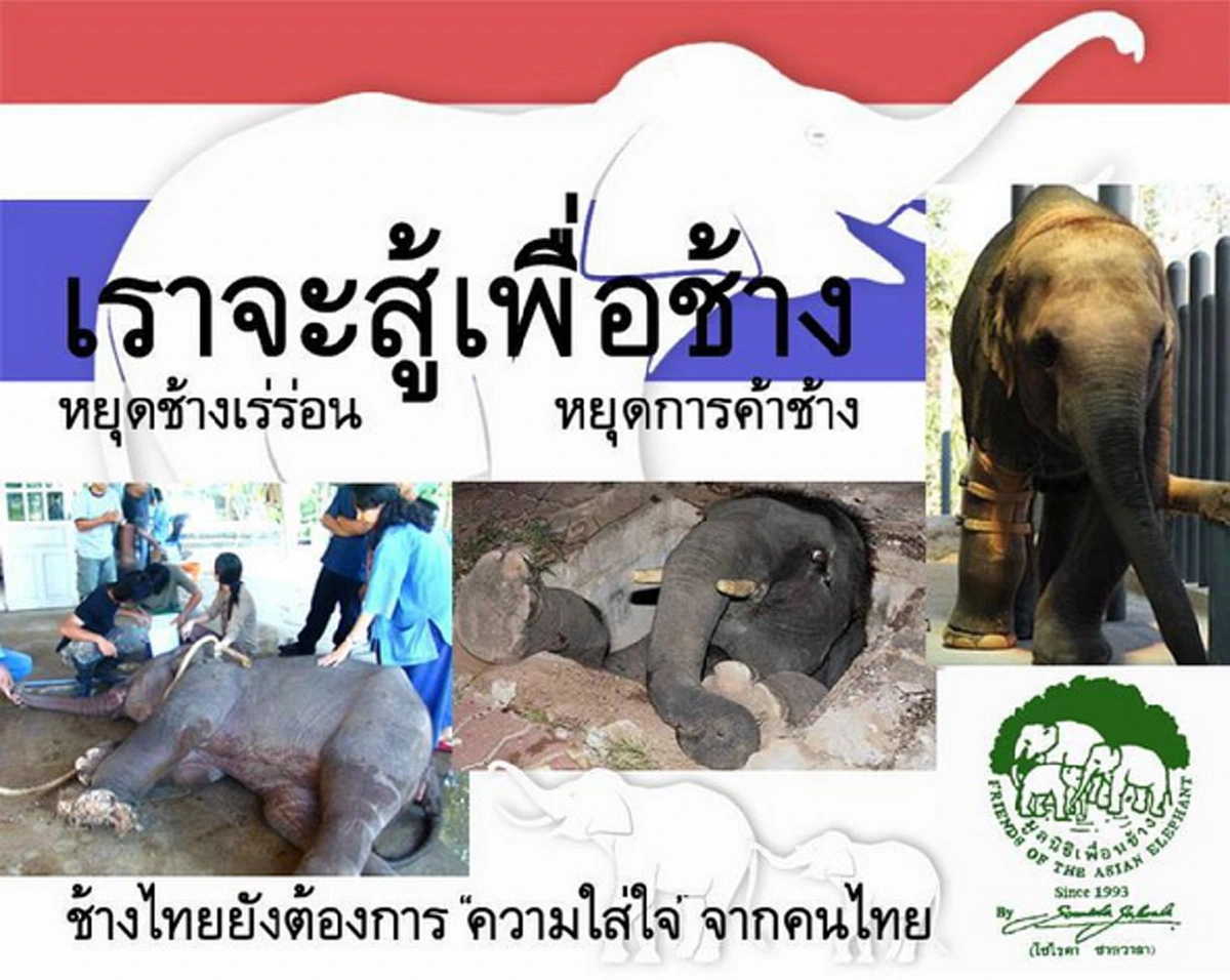 ได้ไปต่อ!! คนแห่ บริจาค “มูลนิธิเพื่อนช้าง”  “โซไรดา ชาลวาลา” เห็นแล้วถึงกับตกใจ ฝากขอบคุณทุกคนที่ช่วยให้ได้ทำงานต่อไป