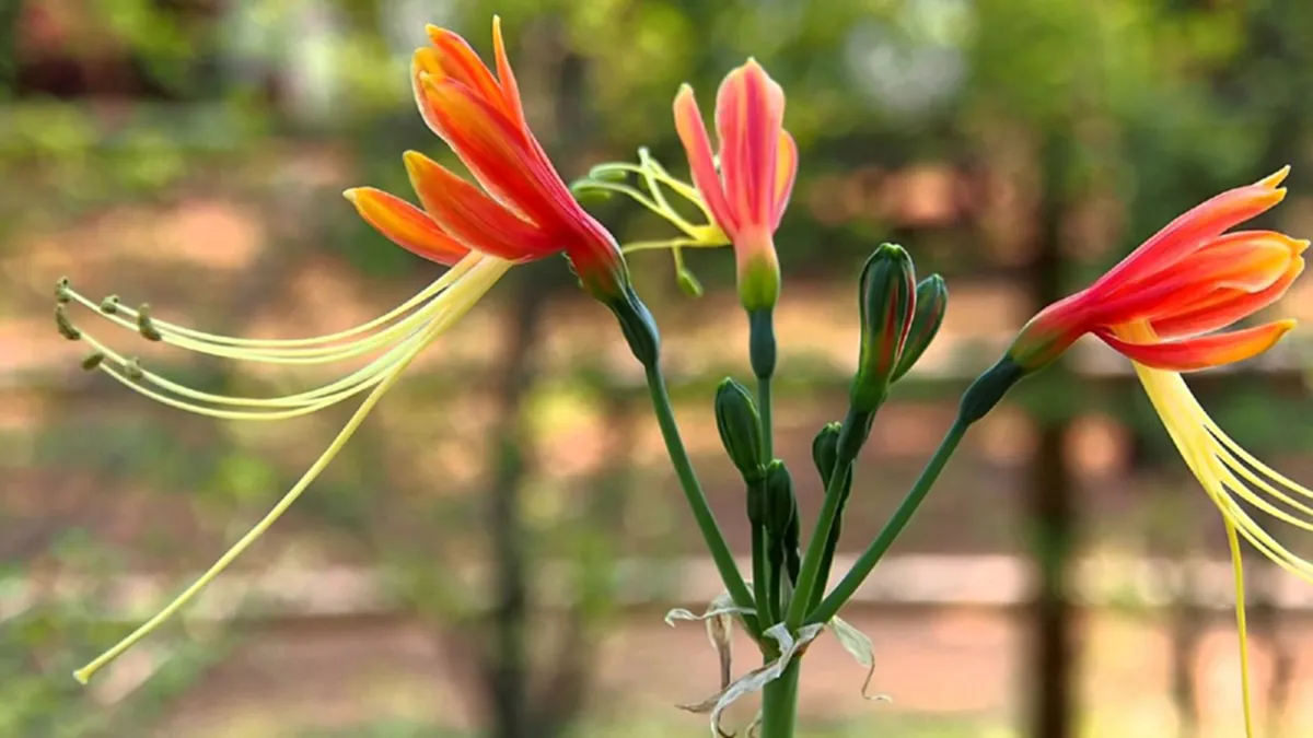 "ว่าน" ประจำวันเกิด พร้อมบทสวดและวิธีบูชา ปลูกให้ถูกโฉลก เสริมโชค เสริมดวงชะตา
