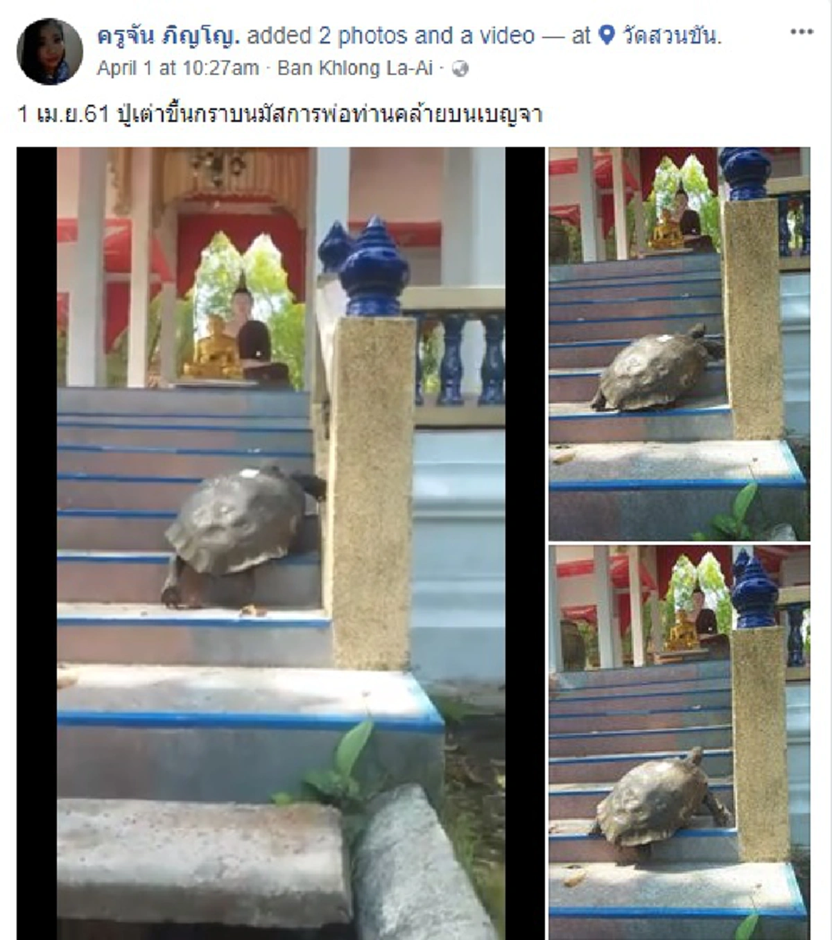 อัศจรรย์ใจยิ่ง!! ภาพเต่าตัวใหญ่คลานขึ้นบันไดศาลา"วัดสวนขัน" เมืองนครฯ จบคำชาวบ้านเล่าเหตุ ถึงยกมือสาธุ "หลวงพ่อท่านคล้าย" !?? (ชมคลิป)