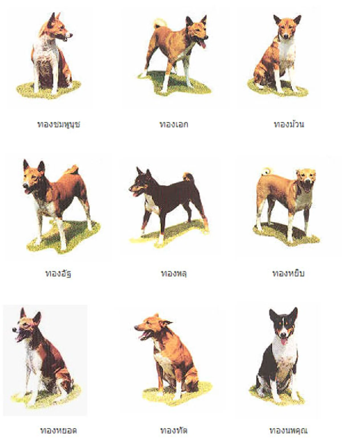 26 สิงหาคม วันสุนัขโลก เปิดประวัติคุณทองแดงสุนัขทรงเลี้ยง ในหลวงรัชกาลที่.9 อดีตสุนัขจรจัด ได้รับพระเมตตาจนได้มาอยู่ในวัง