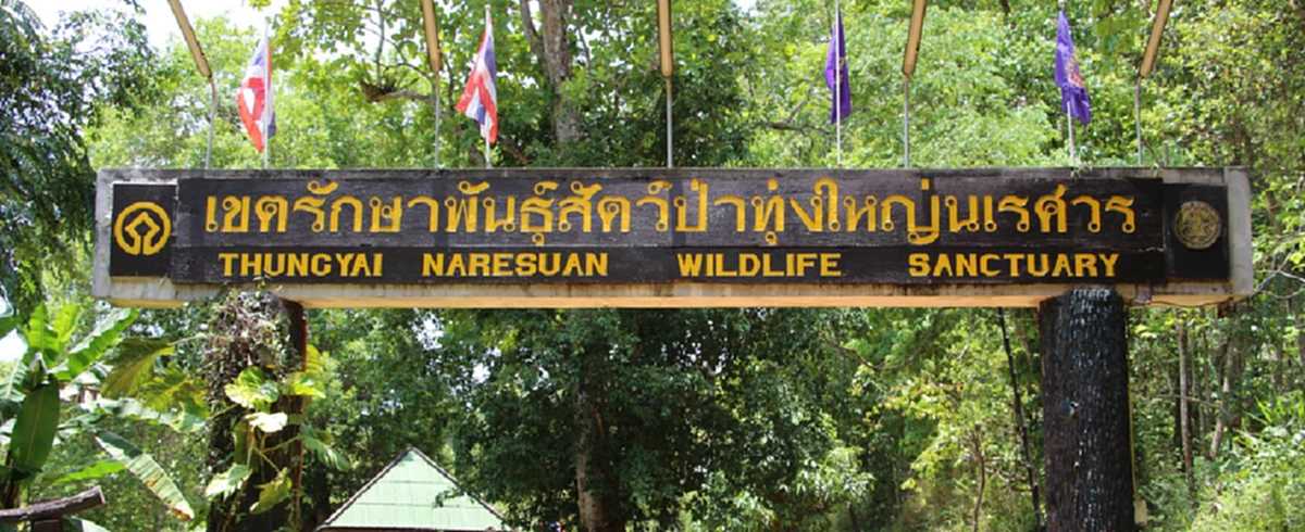 ทุ่งหญ้าใหญ่ขององค์สมเด็จพระนเรศวร!! เผยที่มาของชื่อ "ทุ่งใหญ่นเรศวร" ผืนป่าใหญ่ผืนสุดท้ายของประเทศไทย ที่หลายคนไม่เคยรู้มาก่อน !!