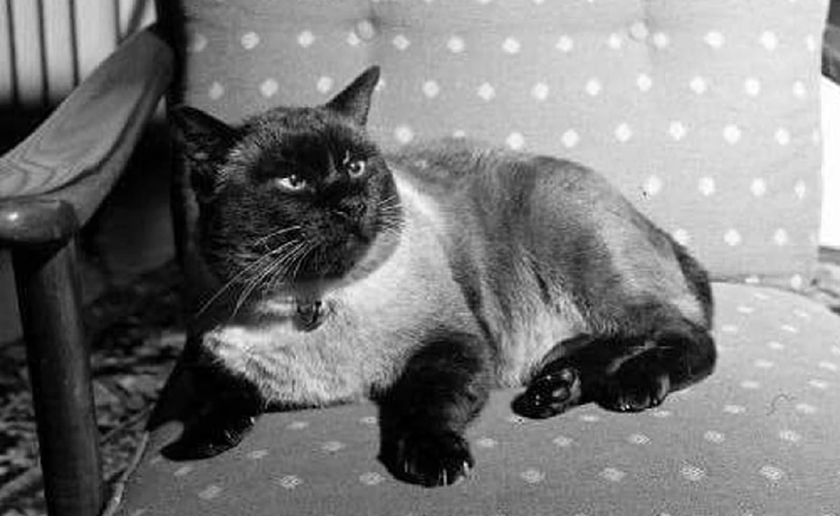 8 สิงหาคม วันแมวโลก...พาไปรู้จักกับ "คุณติโต" แมวทรงเลี้ยงพันธุ์วิเชียรมาศ ของในหลวง ร.9 เมื่อครั้งประทับที่ตำหนักเมืองโลซาน สวิสเซอร์แลนด์