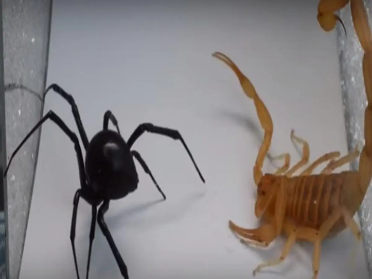 แมงมุมพิษ VS แมงป่องพิษ ใครจะอยู่ ใครจะไป (คลิป)