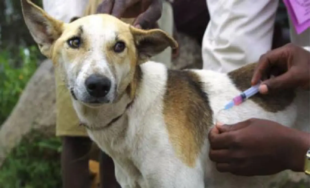 กระทรวงวสาธารณสุข เตรียมหารือหน่วยงานที่แก้ไขปัญหาโรคพิษสุนัขบ้า!! (รายละเอียด)