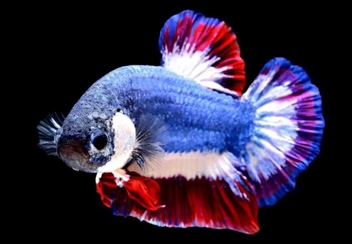 เตรียมตัวถูกแย่ง! หวั่นต่างชาติ ชิงจดสิทธิบัตร "ปลากัดไทย" ซ้ำรอย แมววิเชียรมาศ