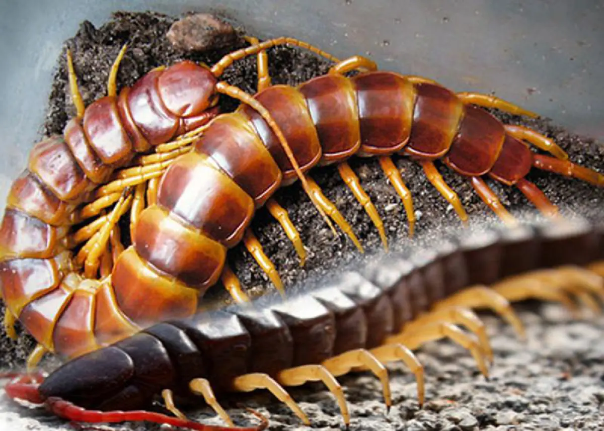 ใครยังไม่รู้...ต้องอ่าน!! เผยวิธีแก้พิษ "ตะขาบ" ทำเองได้เลยง่ายๆ รับลองหายแน่นอน อ่านแล้วแชร์บอกต่อ