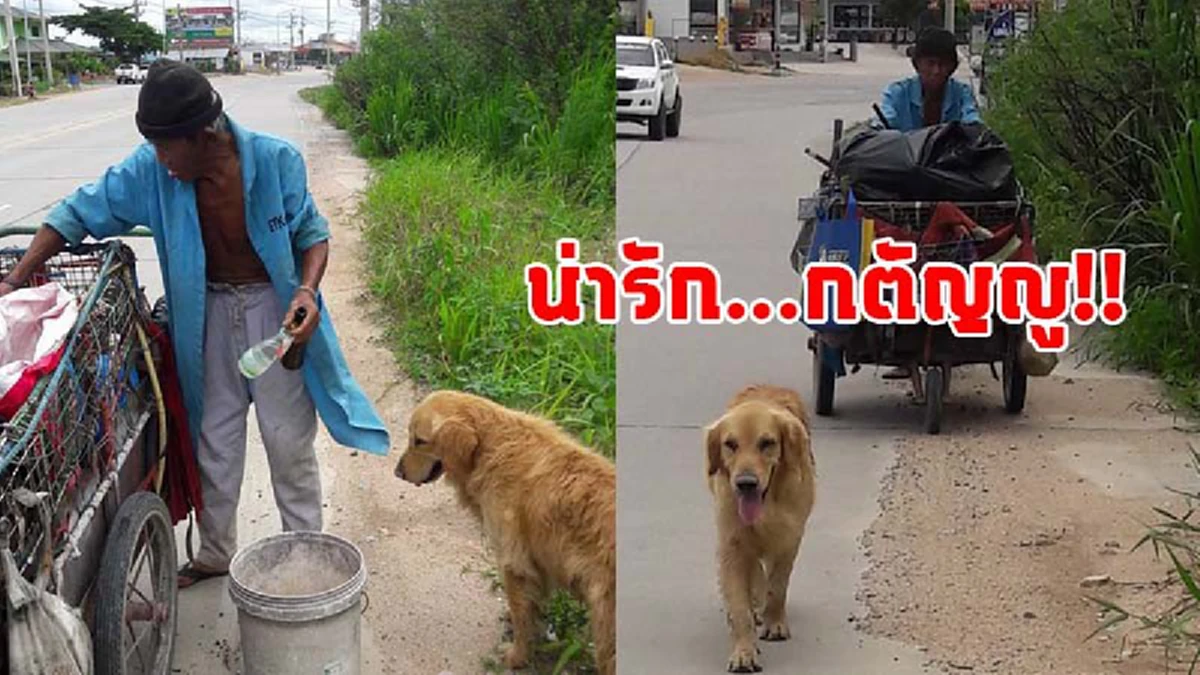 เรื่องนี้เศร้าเลย!! จำได้มั้ย? "เจ้าโบ้" ตูบกตัญญูคอยช่วยเหลือลุงเก็บของเก่าขาย ล่าสุดเหลือแต่ชื่อคุณลุงถึงหลั่งน้ำตา#โบ้ไม่ต้องเหนื่อยแล้ว?