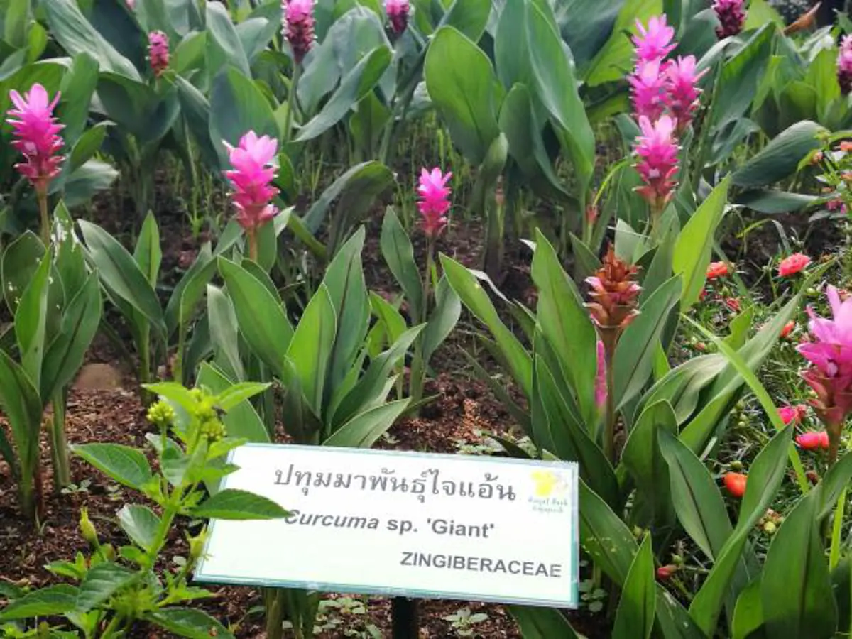 สุดประทับใจ “ทิวลิปแห่งสยาม” กว่า 1 แสนดอก บานสะพรั่งกลางสวนสวย ณ อุทยานหลวงราชพฤกษ์