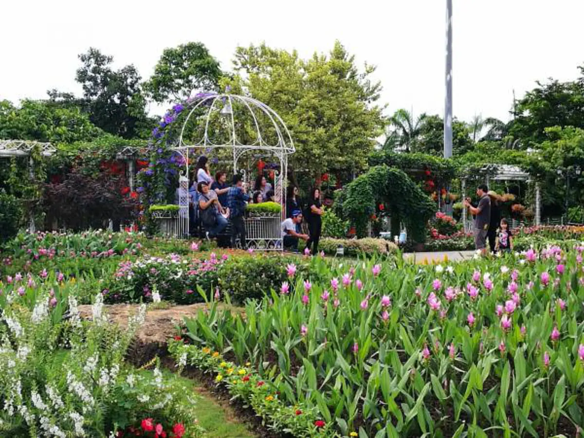 สุดประทับใจ “ทิวลิปแห่งสยาม” กว่า 1 แสนดอก บานสะพรั่งกลางสวนสวย ณ อุทยานหลวงราชพฤกษ์