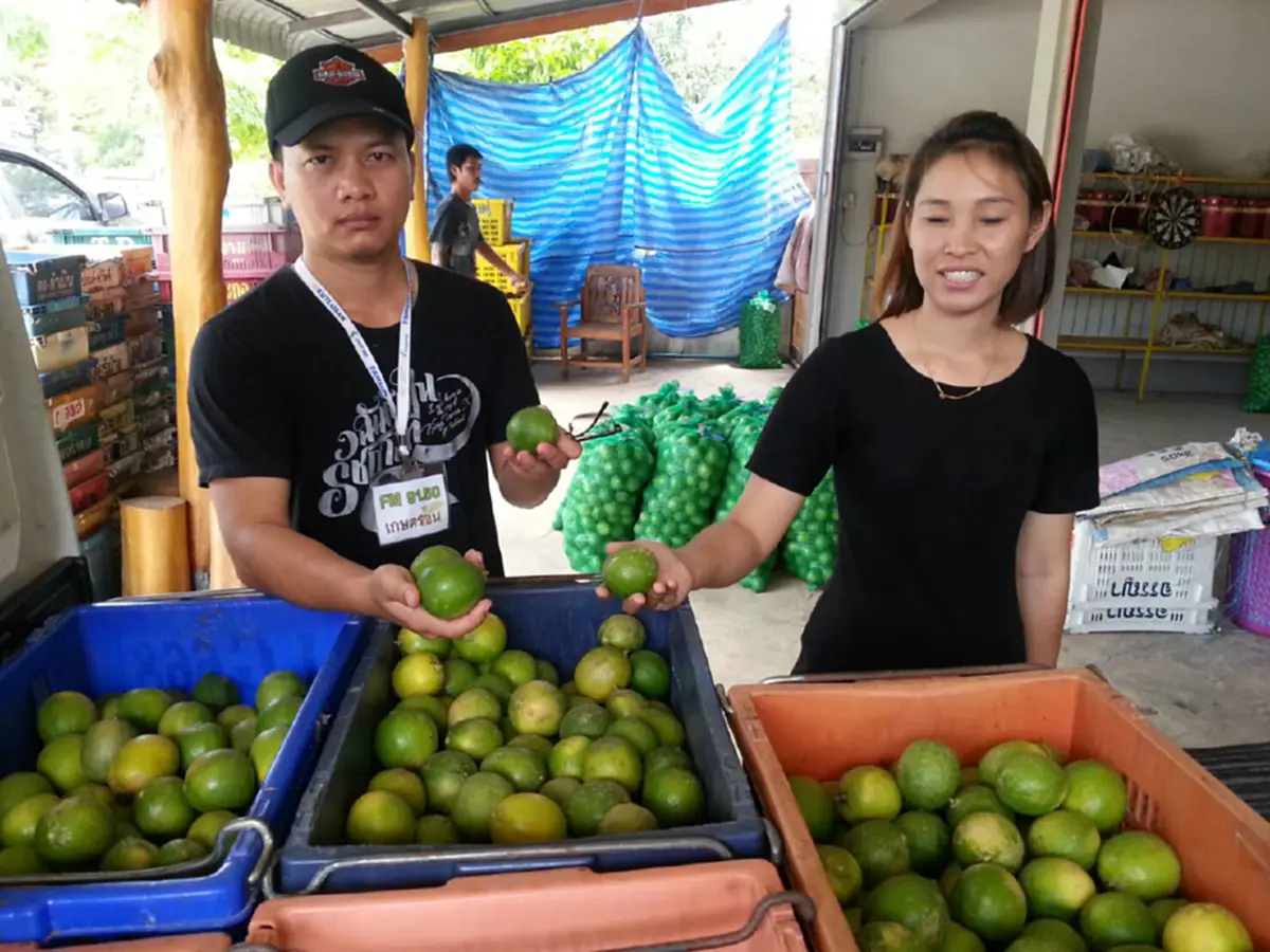 ใครจะรับผิดชอบ!? ยุให้ปลูกจนล้นตลาด ราคาดิ่งเหวลูกละไม่ถึงบาท แถมยังไม่มีคนซื้อ สุดช้ำ ต้องทิ้งเป็นปุ๋ยท้ายสวน (มีคลิป)