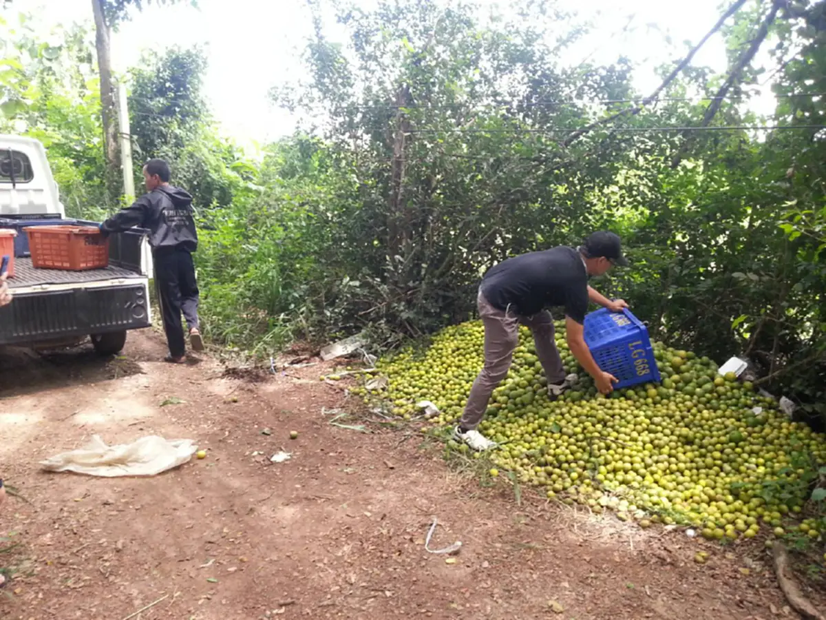 ใครจะรับผิดชอบ!? ยุให้ปลูกจนล้นตลาด ราคาดิ่งเหวลูกละไม่ถึงบาท แถมยังไม่มีคนซื้อ สุดช้ำ ต้องทิ้งเป็นปุ๋ยท้ายสวน (มีคลิป)