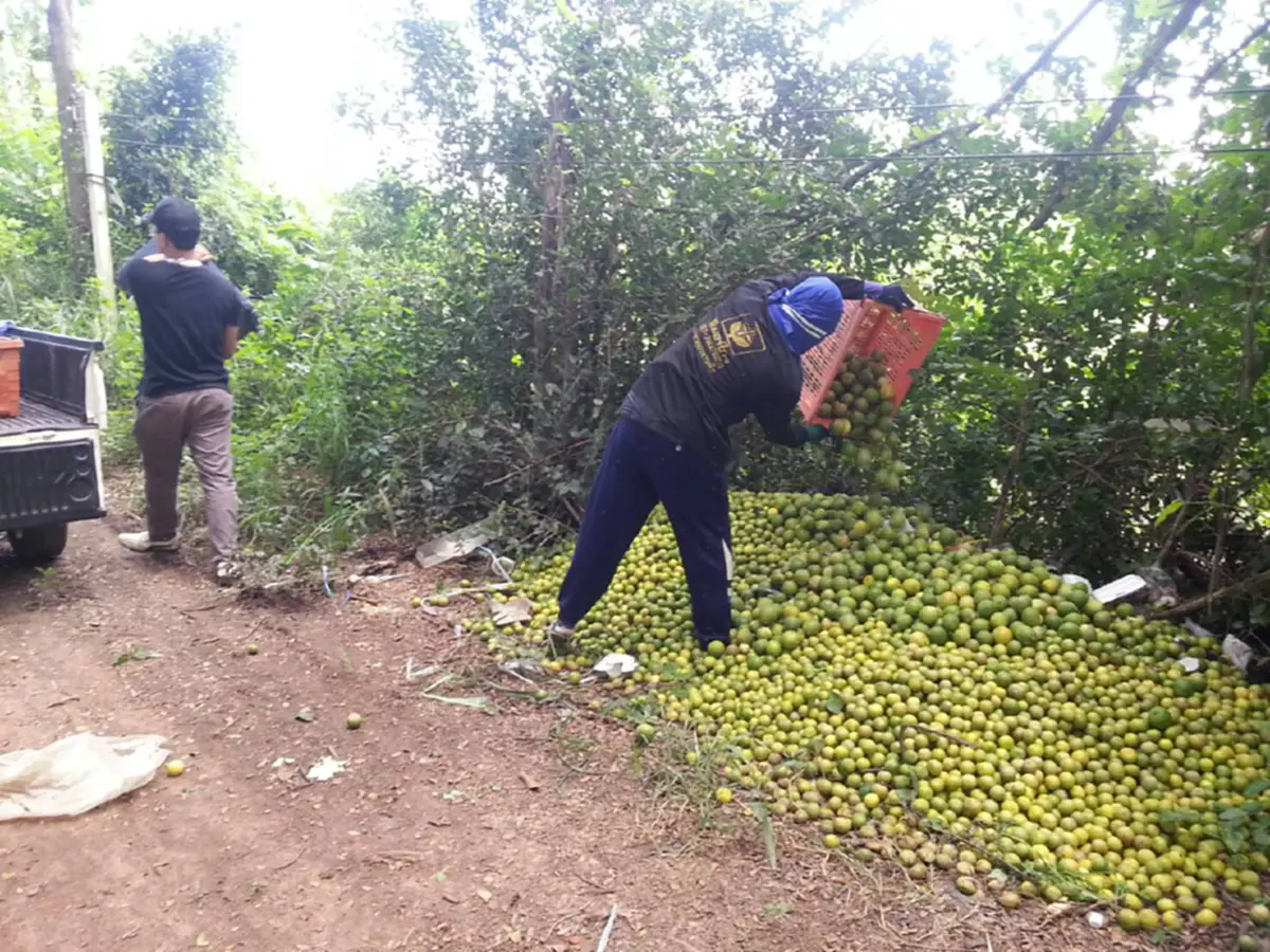 ใครจะรับผิดชอบ!? ยุให้ปลูกจนล้นตลาด ราคาดิ่งเหวลูกละไม่ถึงบาท แถมยังไม่มีคนซื้อ สุดช้ำ ต้องทิ้งเป็นปุ๋ยท้ายสวน (มีคลิป)