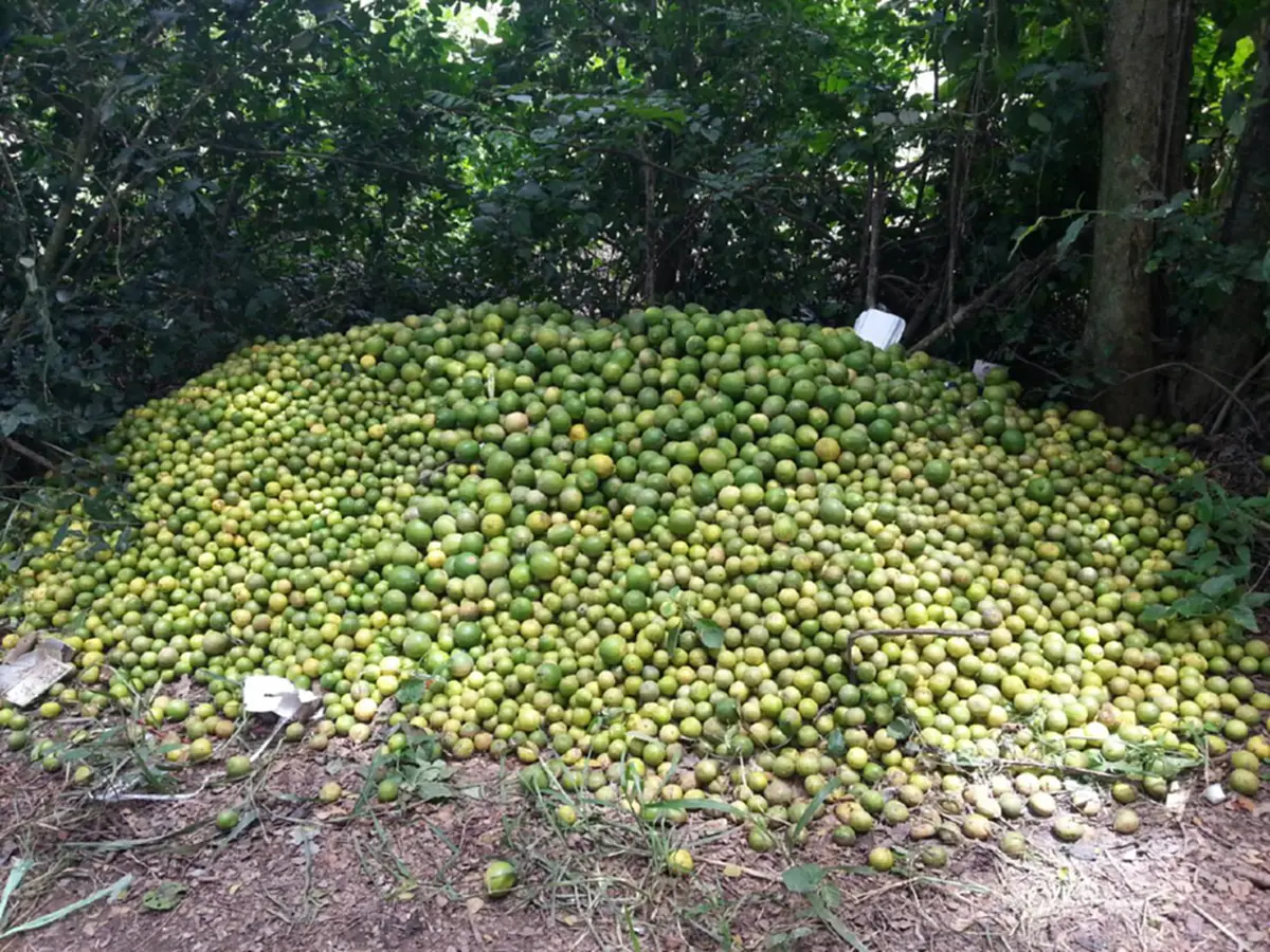 ใครจะรับผิดชอบ!? ยุให้ปลูกจนล้นตลาด ราคาดิ่งเหวลูกละไม่ถึงบาท แถมยังไม่มีคนซื้อ สุดช้ำ ต้องทิ้งเป็นปุ๋ยท้ายสวน (มีคลิป)