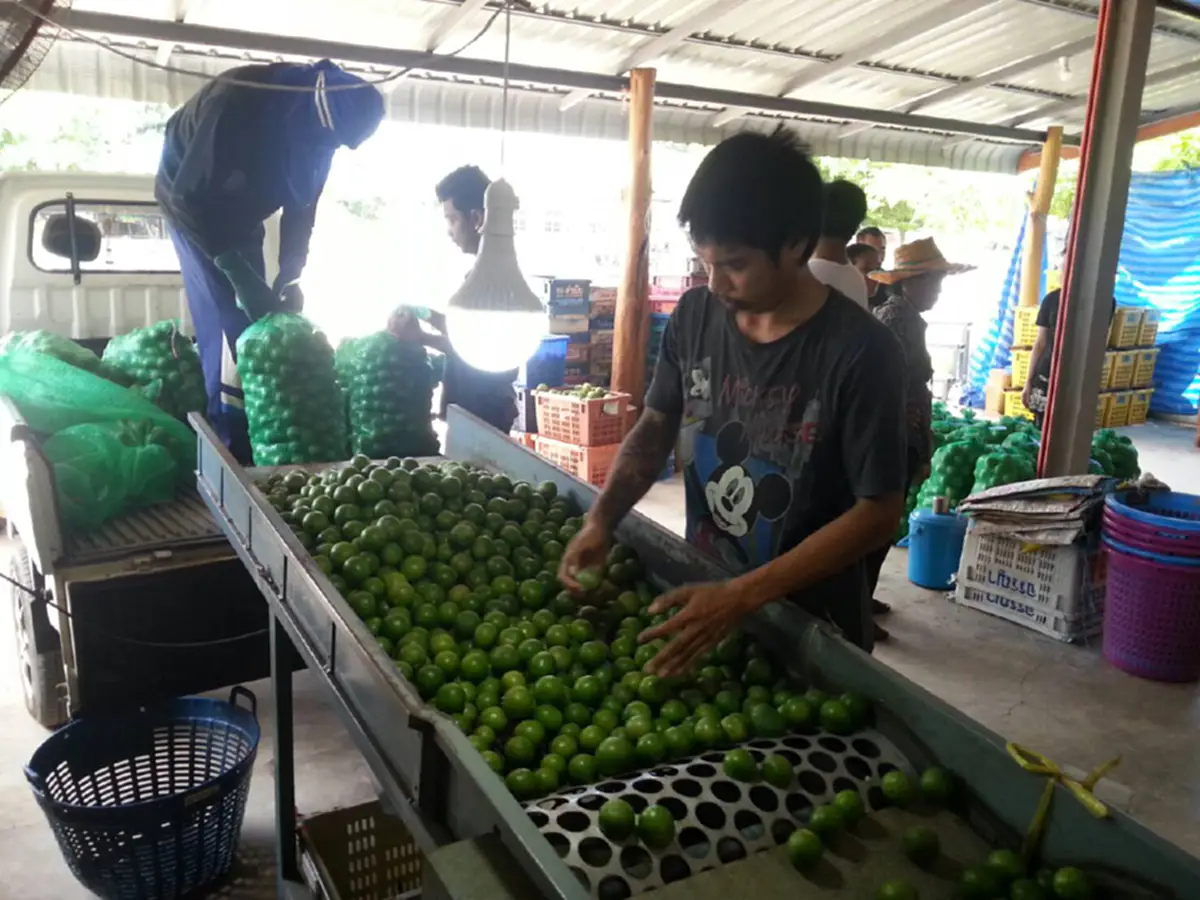 ใครจะรับผิดชอบ!? ยุให้ปลูกจนล้นตลาด ราคาดิ่งเหวลูกละไม่ถึงบาท แถมยังไม่มีคนซื้อ สุดช้ำ ต้องทิ้งเป็นปุ๋ยท้ายสวน (มีคลิป)