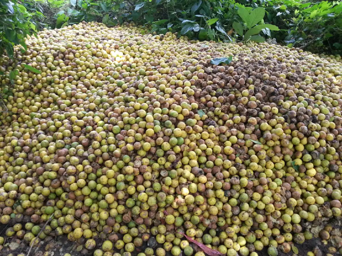 ใครจะรับผิดชอบ!? ยุให้ปลูกจนล้นตลาด ราคาดิ่งเหวลูกละไม่ถึงบาท แถมยังไม่มีคนซื้อ สุดช้ำ ต้องทิ้งเป็นปุ๋ยท้ายสวน (มีคลิป)