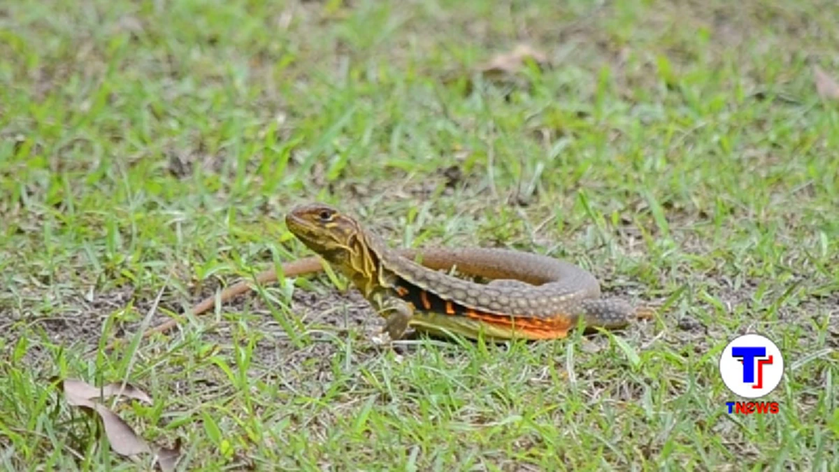 สุดอันซีน..ที่นี่ที่เดียว!!แย้โผล่เต็มสนามกอล์ฟค่ายทหารเลย กองทัพพร้อมเชิญชวน นักท่องเที่ยวร่วมพิสูจน์ความน่ารัก “แย้” (คลิปประมวลภาพแย้)