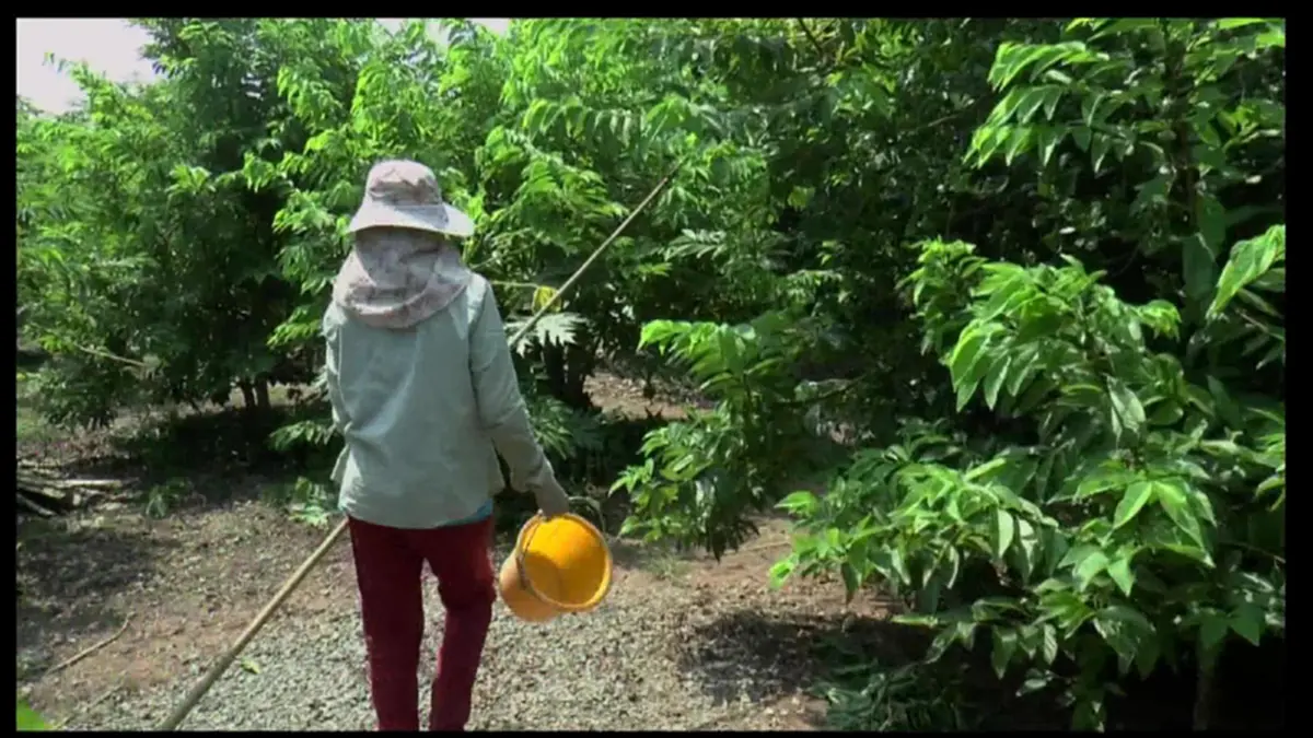 ชี้ช่องรวย!! ใครจะคิด แค่ปลูกน้อยหน่าไว้ในสวน จะสร้างรายได้ขนาดนี้ อำเภอภูกามยาว คาดปีนี้ชาวบ้านฟันรายได้ 10 ล้าน เห็นๆ (ชมคลิป)