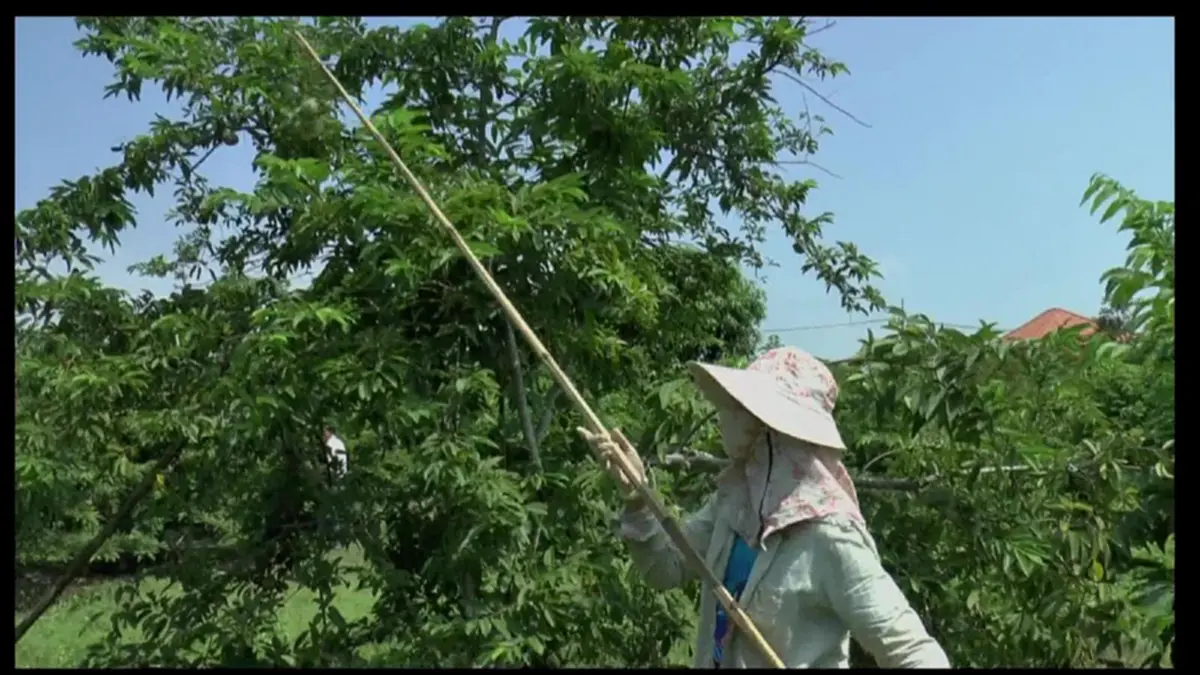 ชี้ช่องรวย!! ใครจะคิด แค่ปลูกน้อยหน่าไว้ในสวน จะสร้างรายได้ขนาดนี้ อำเภอภูกามยาว คาดปีนี้ชาวบ้านฟันรายได้ 10 ล้าน เห็นๆ (ชมคลิป)