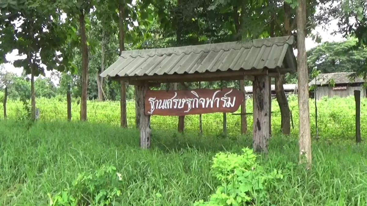 ออเดอร์พุ่ง!!เกษตรกรพะเยาเลี้ยงแกะ แพะ ส่งขายรีสอร์ท ร้านกาแฟ สวนอาหาร ยอดขายถล่มทลาย ล่าสุดเตรียมขยายหลังยอดสั่งซื้อพุ่งกระฉูด!? (ชมคลิป)