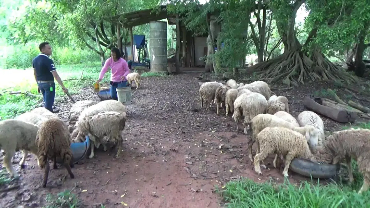 ออเดอร์พุ่ง!!เกษตรกรพะเยาเลี้ยงแกะ แพะ ส่งขายรีสอร์ท ร้านกาแฟ สวนอาหาร ยอดขายถล่มทลาย ล่าสุดเตรียมขยายหลังยอดสั่งซื้อพุ่งกระฉูด!? (ชมคลิป)