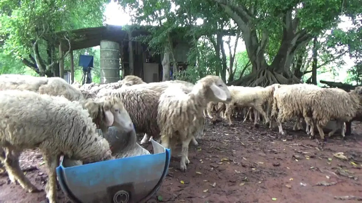 ออเดอร์พุ่ง!!เกษตรกรพะเยาเลี้ยงแกะ แพะ ส่งขายรีสอร์ท ร้านกาแฟ สวนอาหาร ยอดขายถล่มทลาย ล่าสุดเตรียมขยายหลังยอดสั่งซื้อพุ่งกระฉูด!? (ชมคลิป)