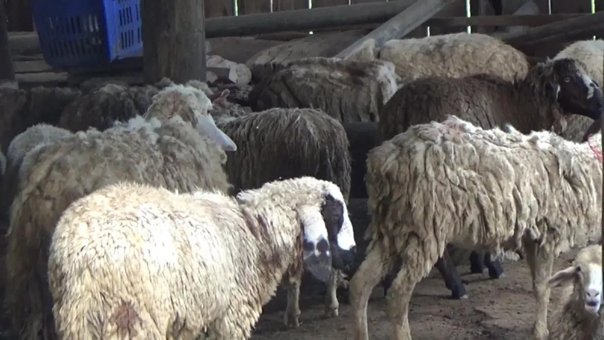 ออเดอร์พุ่ง!!เกษตรกรพะเยาเลี้ยงแกะ แพะ ส่งขายรีสอร์ท ร้านกาแฟ สวนอาหาร ยอดขายถล่มทลาย ล่าสุดเตรียมขยายหลังยอดสั่งซื้อพุ่งกระฉูด!? (ชมคลิป)