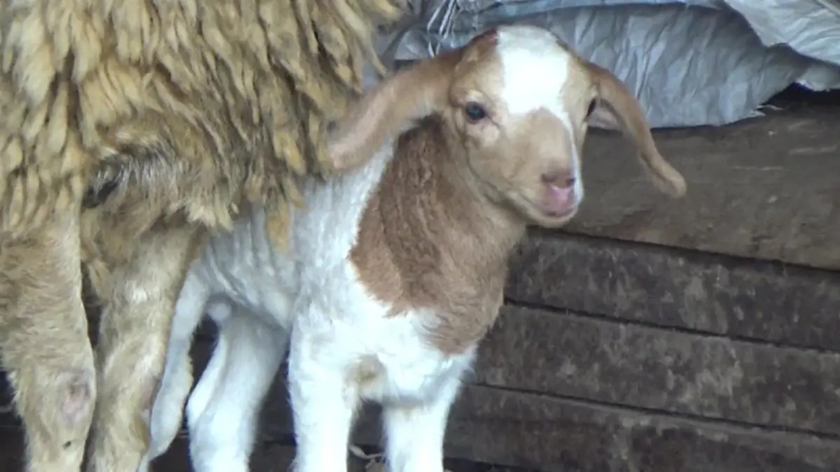 ออเดอร์พุ่ง!!เกษตรกรพะเยาเลี้ยงแกะ แพะ ส่งขายรีสอร์ท ร้านกาแฟ สวนอาหาร ยอดขายถล่มทลาย ล่าสุดเตรียมขยายหลังยอดสั่งซื้อพุ่งกระฉูด!? (ชมคลิป)