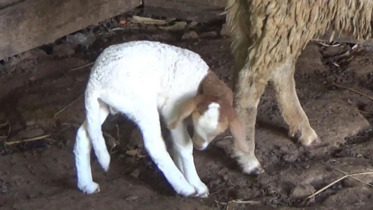 ออเดอร์พุ่ง!!เกษตรกรพะเยาเลี้ยงแกะ แพะ ส่งขายรีสอร์ท ร้านกาแฟ สวนอาหาร ยอดขายถล่มทลาย ล่าสุดเตรียมขยายหลังยอดสั่งซื้อพุ่งกระฉูด!? (ชมคลิป)