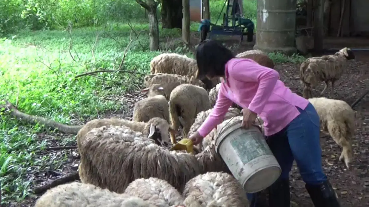 ออเดอร์พุ่ง!!เกษตรกรพะเยาเลี้ยงแกะ แพะ ส่งขายรีสอร์ท ร้านกาแฟ สวนอาหาร ยอดขายถล่มทลาย ล่าสุดเตรียมขยายหลังยอดสั่งซื้อพุ่งกระฉูด!? (ชมคลิป)