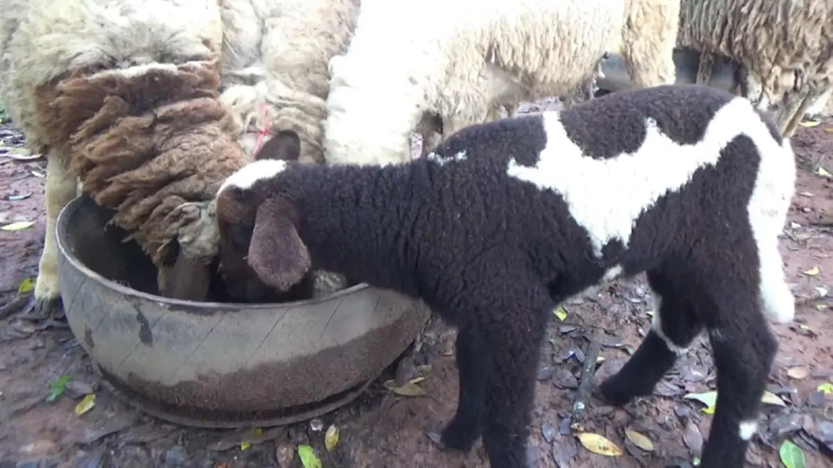 ออเดอร์พุ่ง!!เกษตรกรพะเยาเลี้ยงแกะ แพะ ส่งขายรีสอร์ท ร้านกาแฟ สวนอาหาร ยอดขายถล่มทลาย ล่าสุดเตรียมขยายหลังยอดสั่งซื้อพุ่งกระฉูด!? (ชมคลิป)