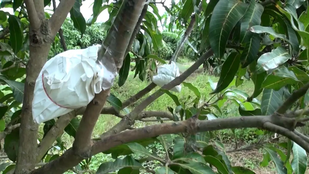 รีบดูด่วนๆ!!! เสริมสร้างรายได้และอาชีพเกษตรกรชาวสวน....สอนทาบกิ่งมะม่วงพันธุ์พื้นเมืองเป็นน้ำดอกไม้ให้ชาวสวน