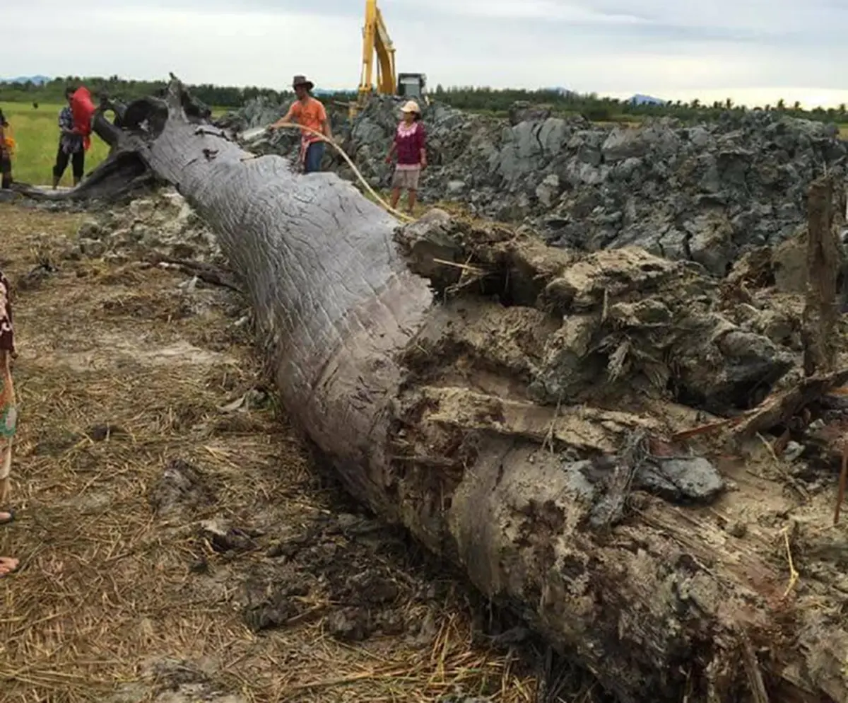 มาแล้ว...รวมเลขเด็ด!! จ้องตาห้ามกระพริบ คอหวยเมืองคอนแตกตื่นเลขเด็ด “ตะเคียนยักษ์-ลูกหมูแฝดอินจัน-ไอ้ไข่วัดเจดีย์” ทุ่มเสี่ยงโชคกันสุดคึกคัก