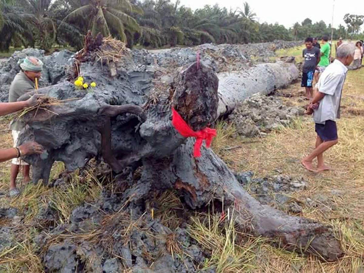 มาแล้ว...รวมเลขเด็ด!! จ้องตาห้ามกระพริบ คอหวยเมืองคอนแตกตื่นเลขเด็ด “ตะเคียนยักษ์-ลูกหมูแฝดอินจัน-ไอ้ไข่วัดเจดีย์” ทุ่มเสี่ยงโชคกันสุดคึกคัก