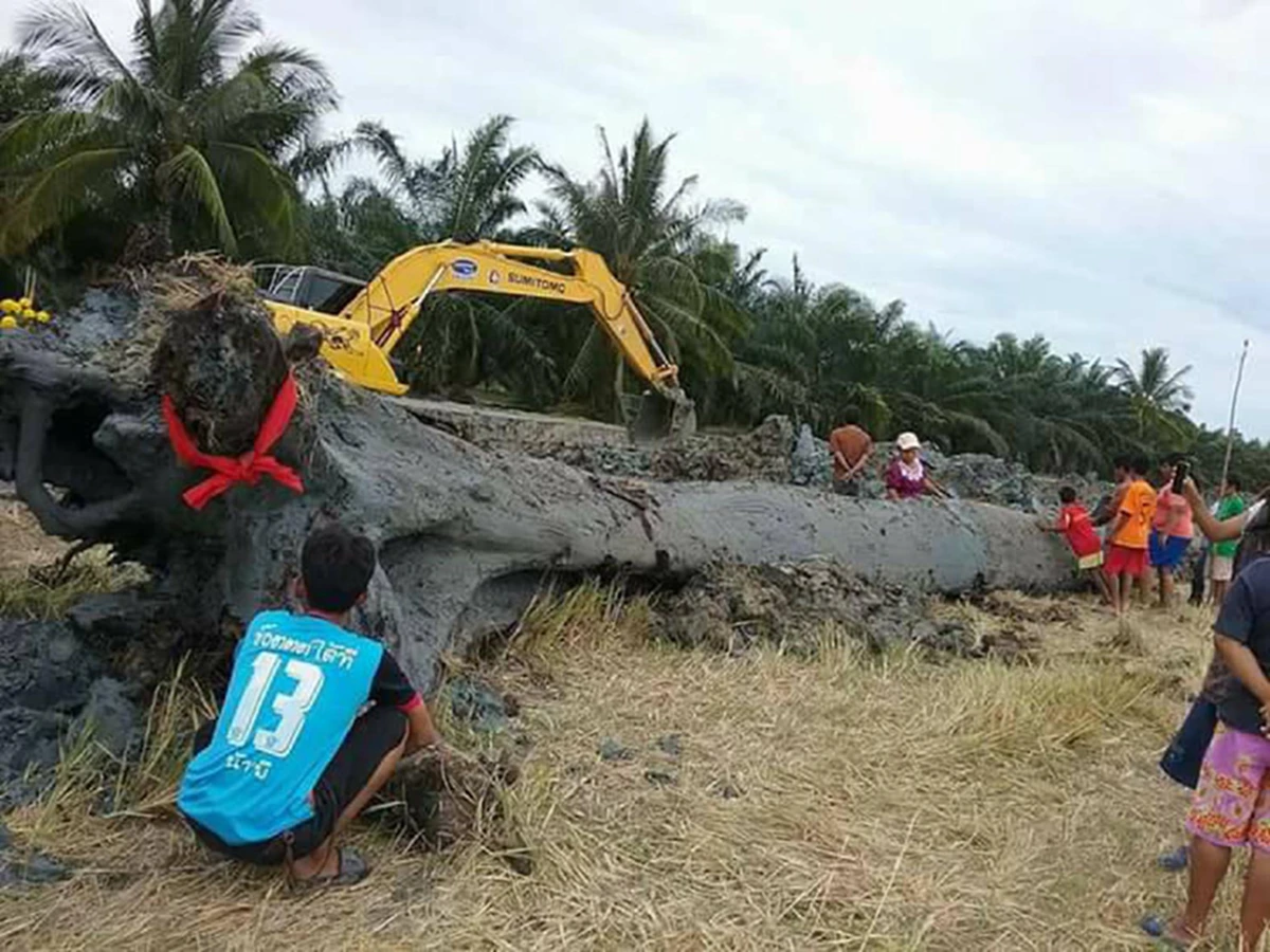 มาแล้ว...รวมเลขเด็ด!! จ้องตาห้ามกระพริบ คอหวยเมืองคอนแตกตื่นเลขเด็ด “ตะเคียนยักษ์-ลูกหมูแฝดอินจัน-ไอ้ไข่วัดเจดีย์” ทุ่มเสี่ยงโชคกันสุดคึกคัก