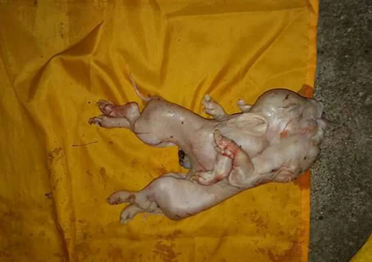 มาแล้ว...รวมเลขเด็ด!! จ้องตาห้ามกระพริบ คอหวยเมืองคอนแตกตื่นเลขเด็ด “ตะเคียนยักษ์-ลูกหมูแฝดอินจัน-ไอ้ไข่วัดเจดีย์” ทุ่มเสี่ยงโชคกันสุดคึกคัก