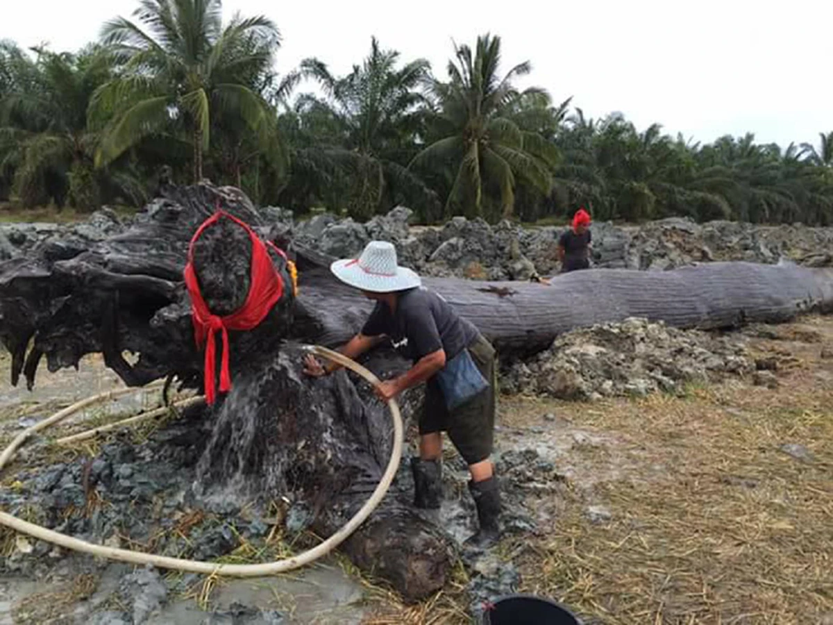 มาแล้ว...รวมเลขเด็ด!! จ้องตาห้ามกระพริบ คอหวยเมืองคอนแตกตื่นเลขเด็ด “ตะเคียนยักษ์-ลูกหมูแฝดอินจัน-ไอ้ไข่วัดเจดีย์” ทุ่มเสี่ยงโชคกันสุดคึกคัก