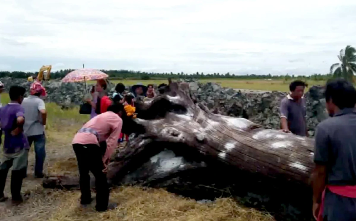 มาแล้ว...รวมเลขเด็ด!! จ้องตาห้ามกระพริบ คอหวยเมืองคอนแตกตื่นเลขเด็ด “ตะเคียนยักษ์-ลูกหมูแฝดอินจัน-ไอ้ไข่วัดเจดีย์” ทุ่มเสี่ยงโชคกันสุดคึกคัก