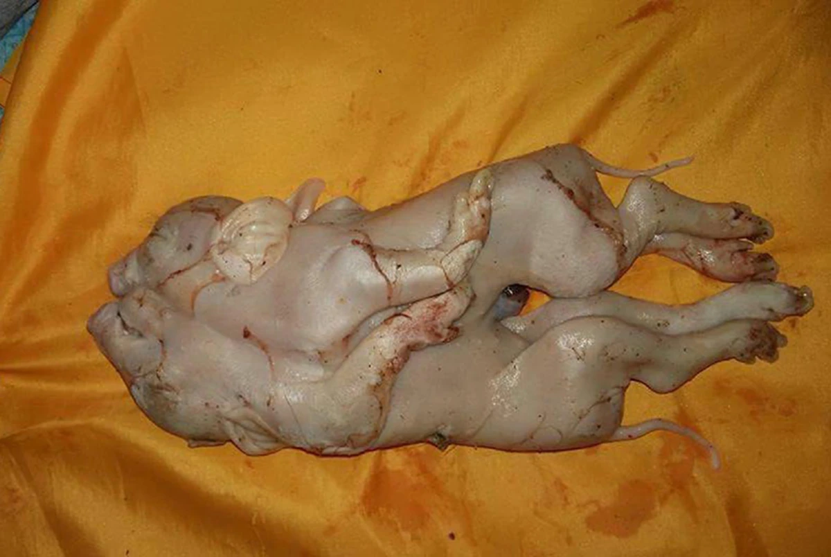 มาแล้ว...รวมเลขเด็ด!! จ้องตาห้ามกระพริบ คอหวยเมืองคอนแตกตื่นเลขเด็ด “ตะเคียนยักษ์-ลูกหมูแฝดอินจัน-ไอ้ไข่วัดเจดีย์” ทุ่มเสี่ยงโชคกันสุดคึกคัก